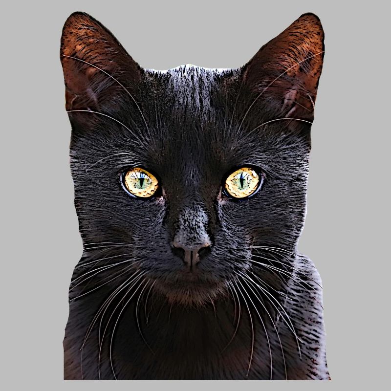 Chat chat cat cats