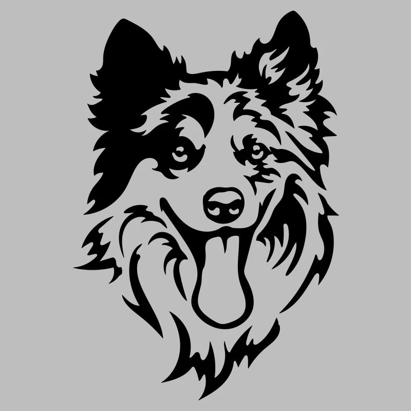 Border Collie Kopf