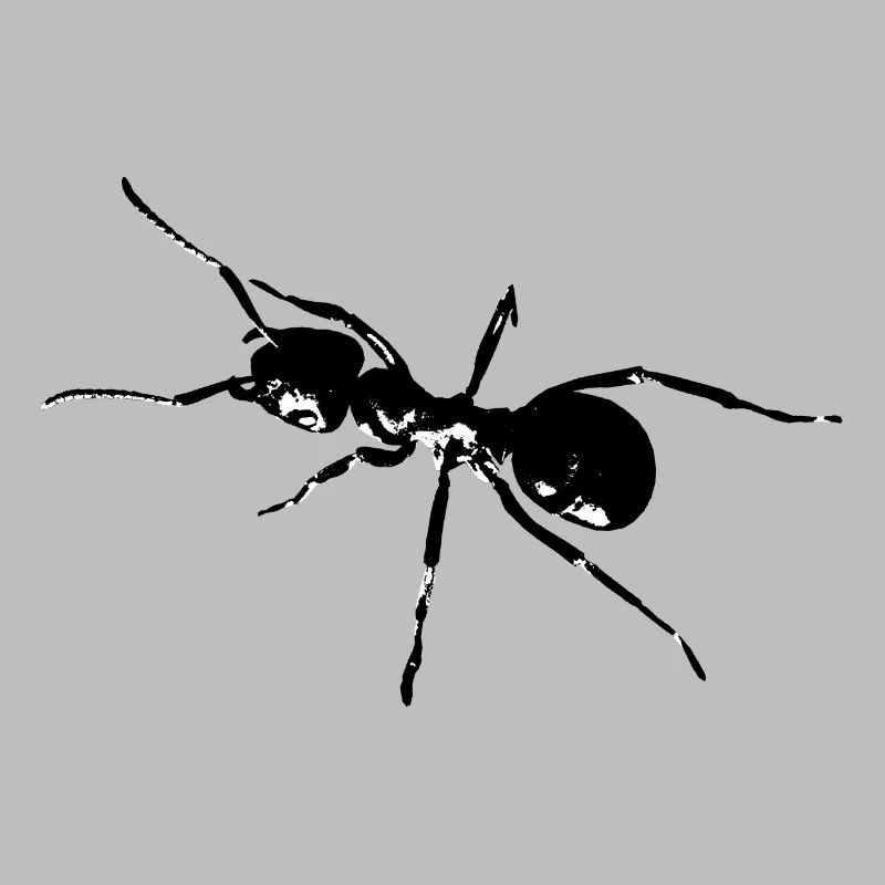 Ant black / white / graphic