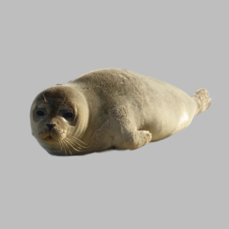 Chiot