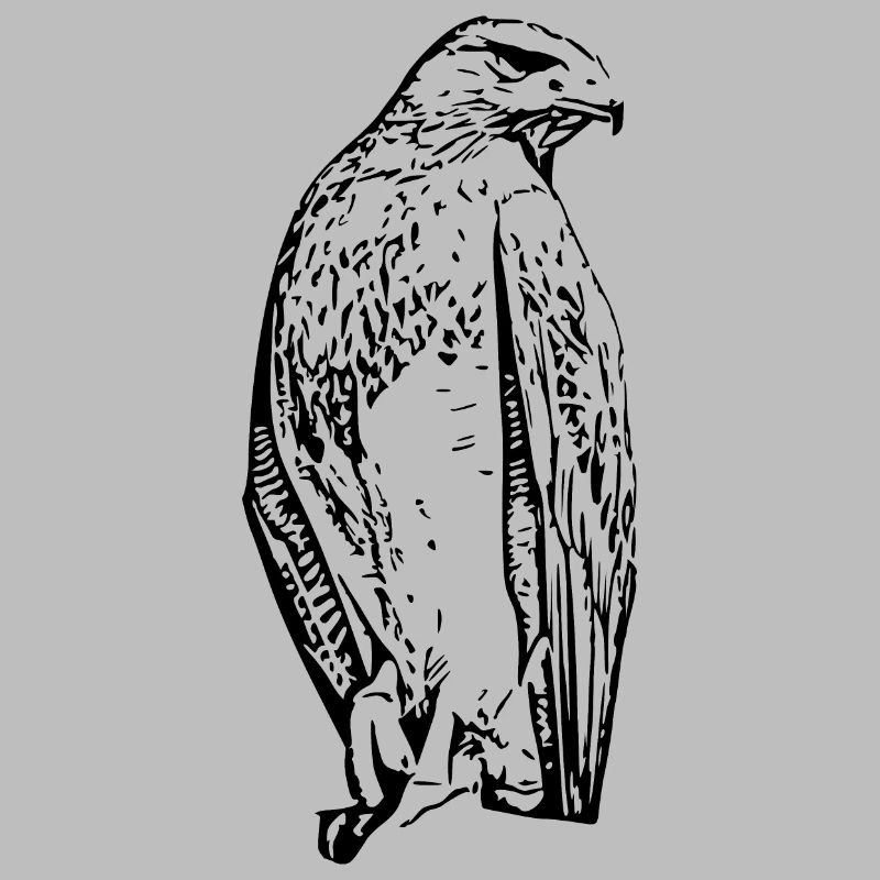 Faucons Oiseaux Oiseaux