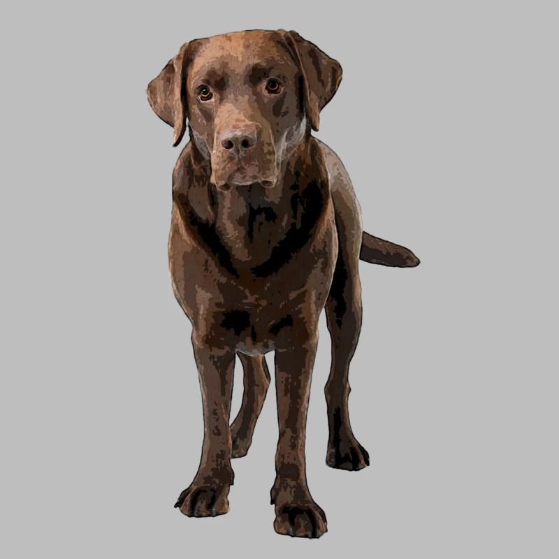 Brauner Labrador Comic Styl