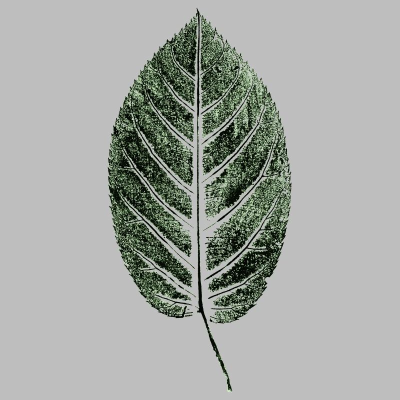 Beech Sheet / Leaf / GREEN