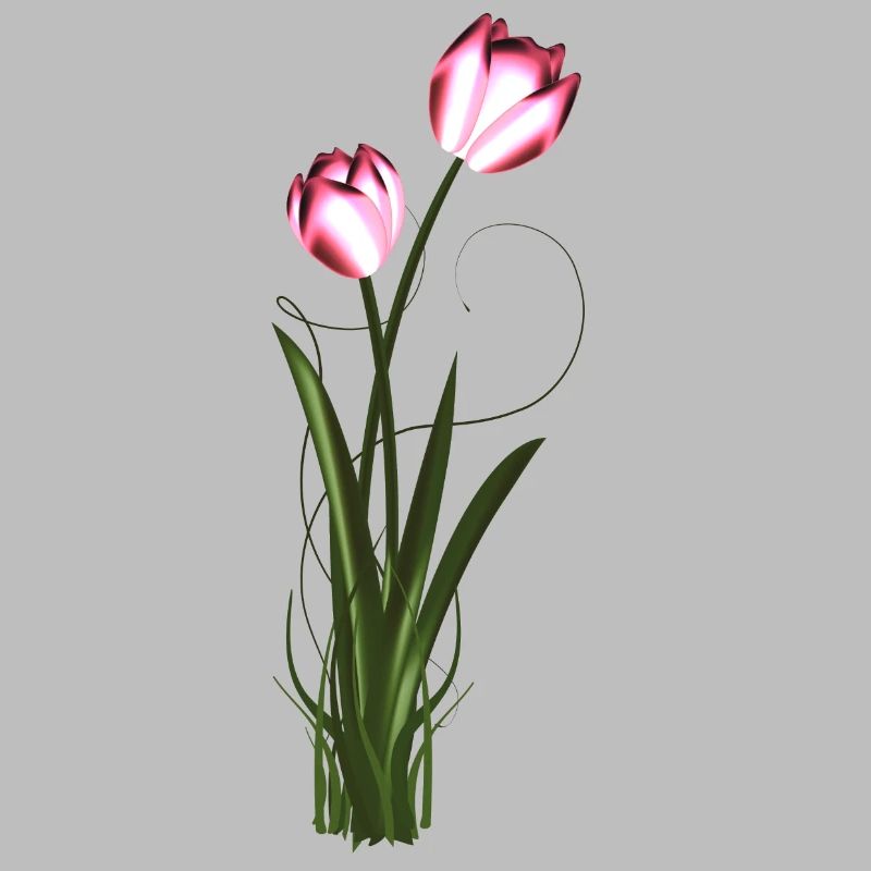 two metallic shimmering tulips in spring