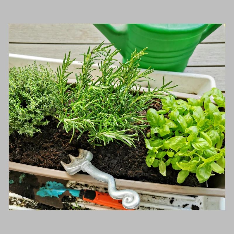 Herbs