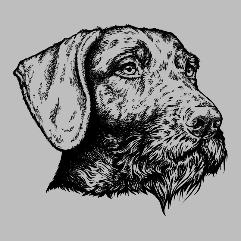 German Wirehaired Portrait