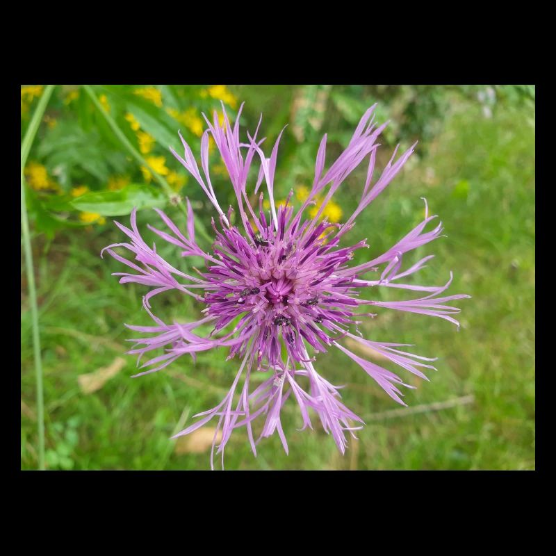 centaurée aussi centaurea Skabiosen-Flocken