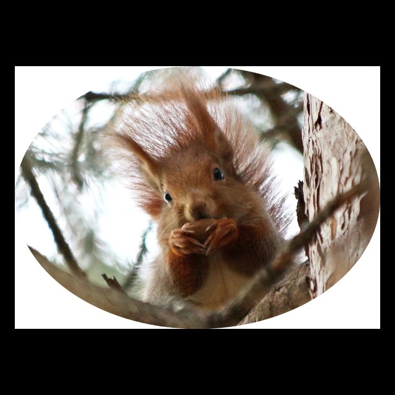 Eichhörnchen, Isibat