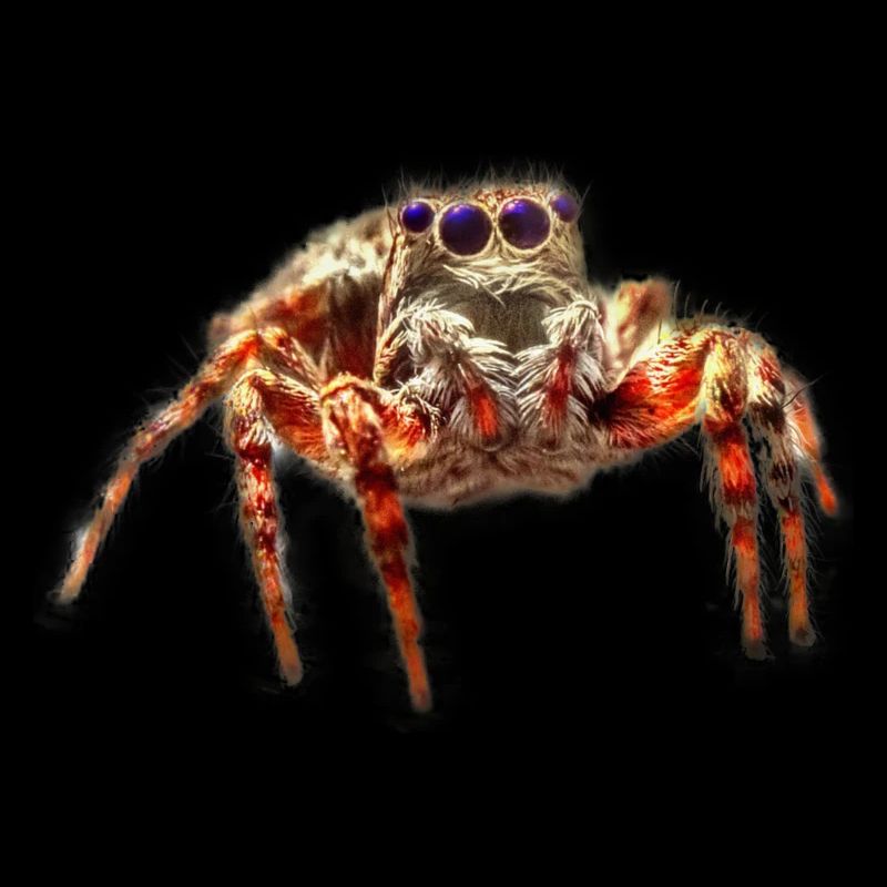 Jumping spider Jumping spiders Spiders