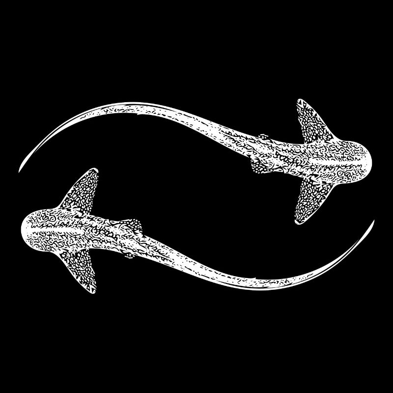 Elegant leopard sharks - Triakis semifasciata