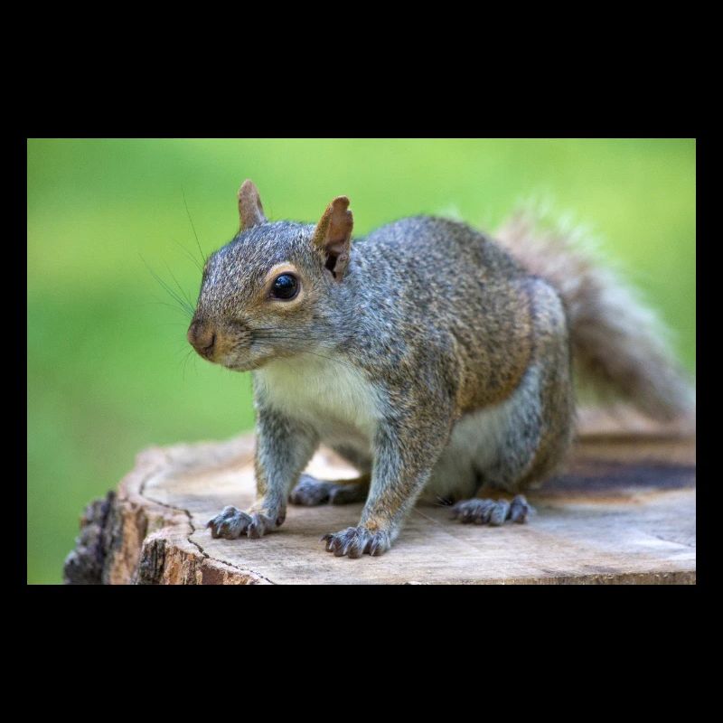 Grey squirrel Grauhörnchen Sciurus carolinensis