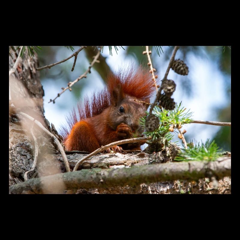 écureuil (en allemand Eichhörnchen) Sciurus