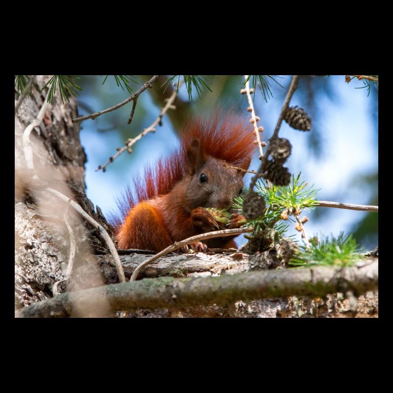 écureuil (en allemand Eichhörnchen) Sciurus