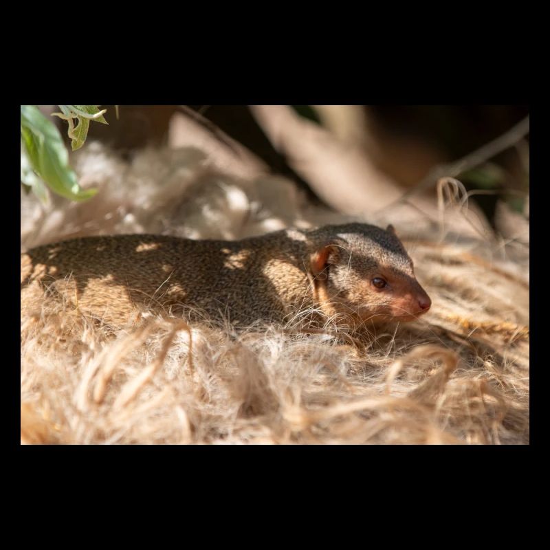 dwarf mongoose (in german Zwergmangusten) Helogale