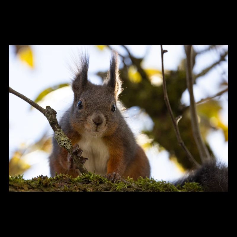 Oachkatzl / Eichhörnchen