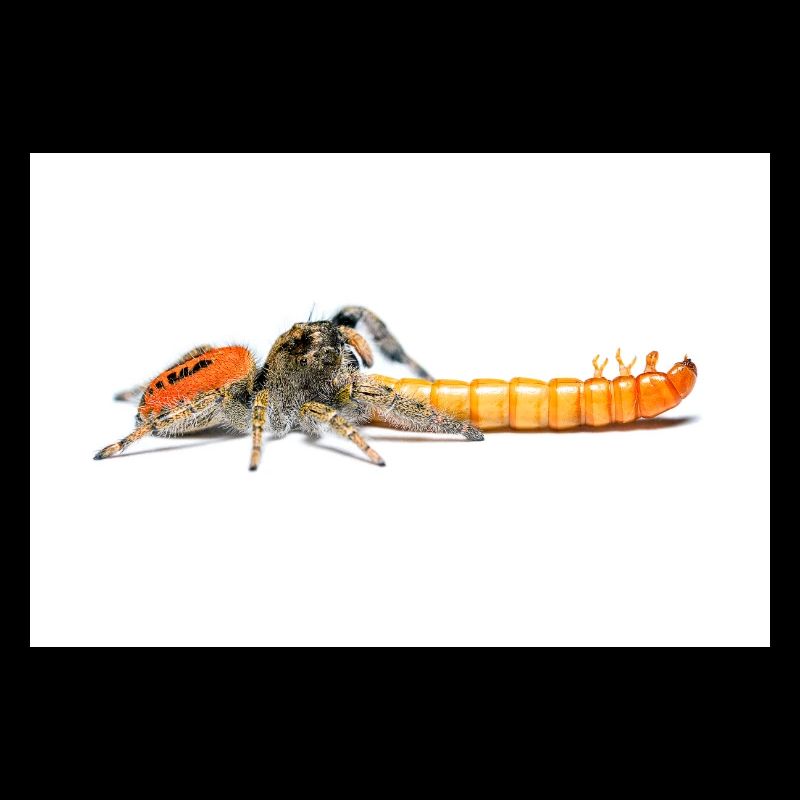 Araignée sauteuse Phidippus texanus araignée sauteuse