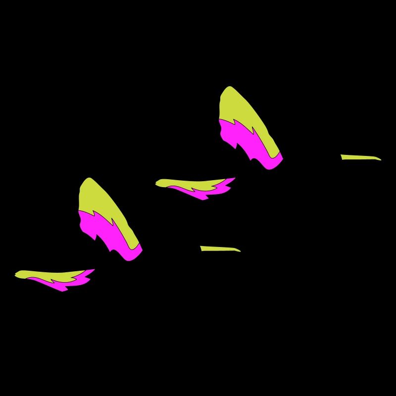 kolibri birds