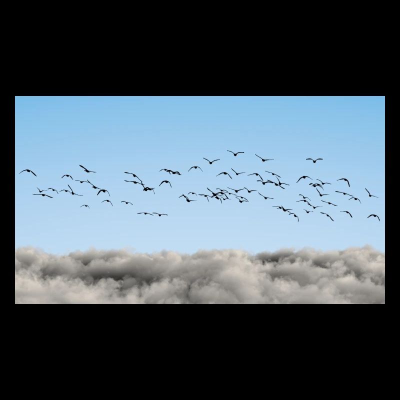 Über den Wolken Vögel
