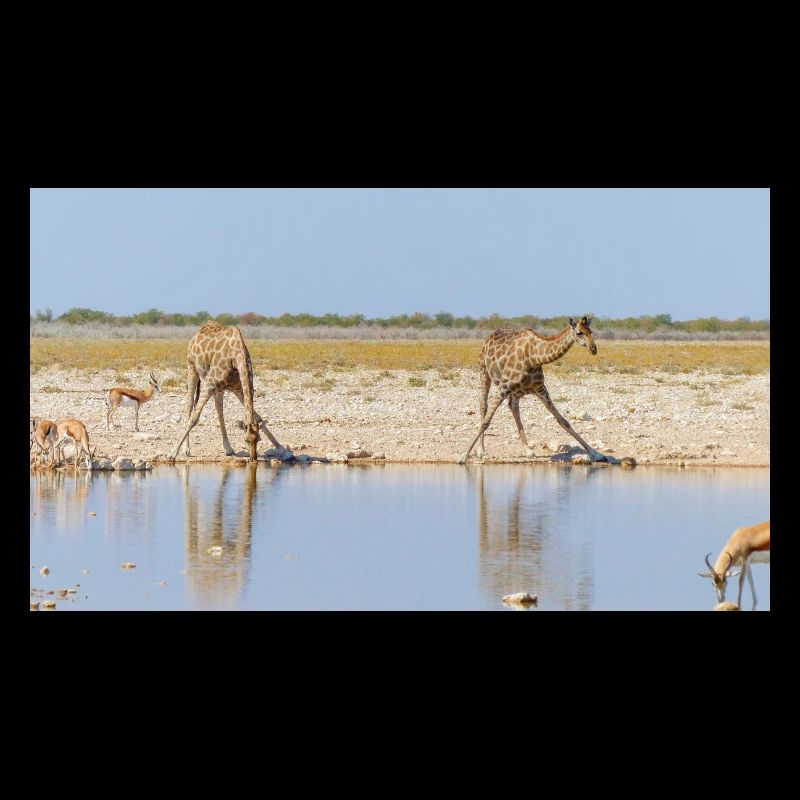 Landschaft am Fluss Cubango mit Giraffe