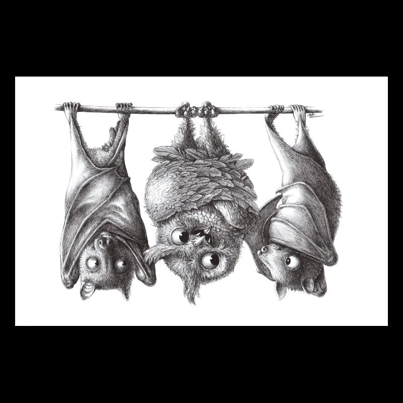 Chouette et chauve-souris vampire