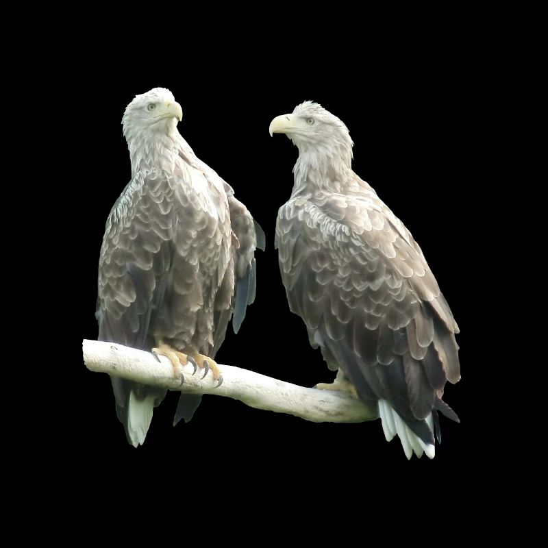 White-tailed eagle