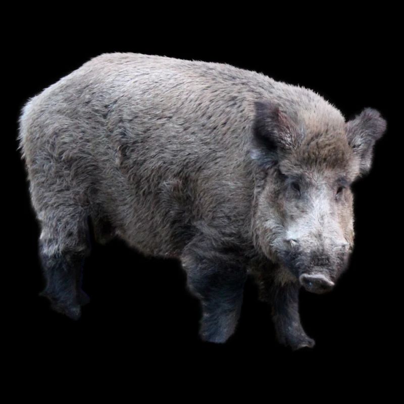 Wild boar