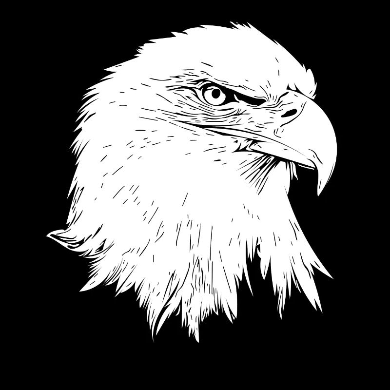 Aigle / aigle chauve
