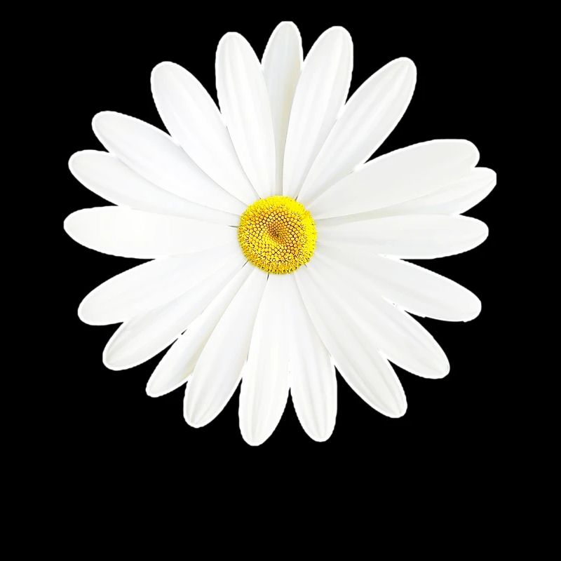 Daisy fleur blanche nature cadeau