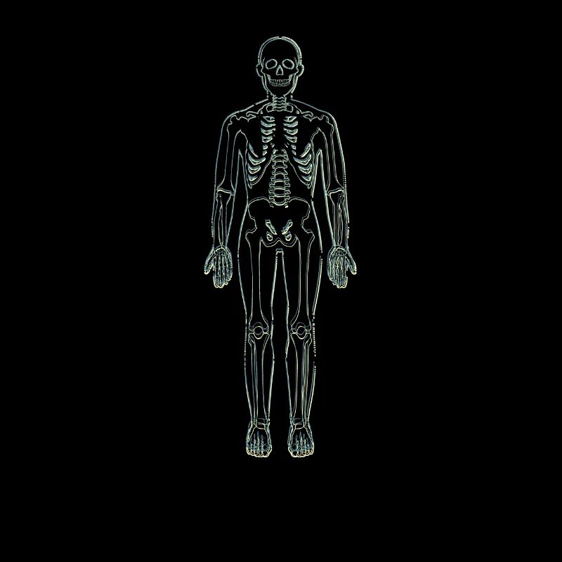 Anatomie Lineart