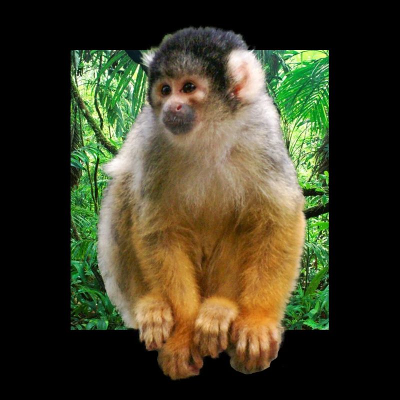 Skull monkey squirrel monkey