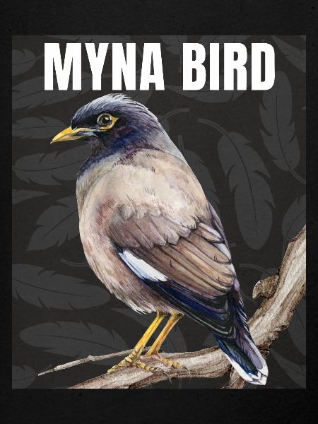 Myna Bird Collection – Elegance Meets Ethereal