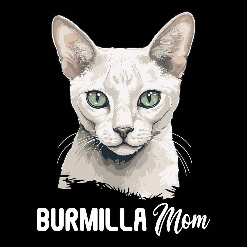 Burmilla Chaton Burmilla Chat
