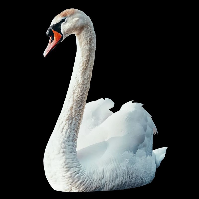 Schwan