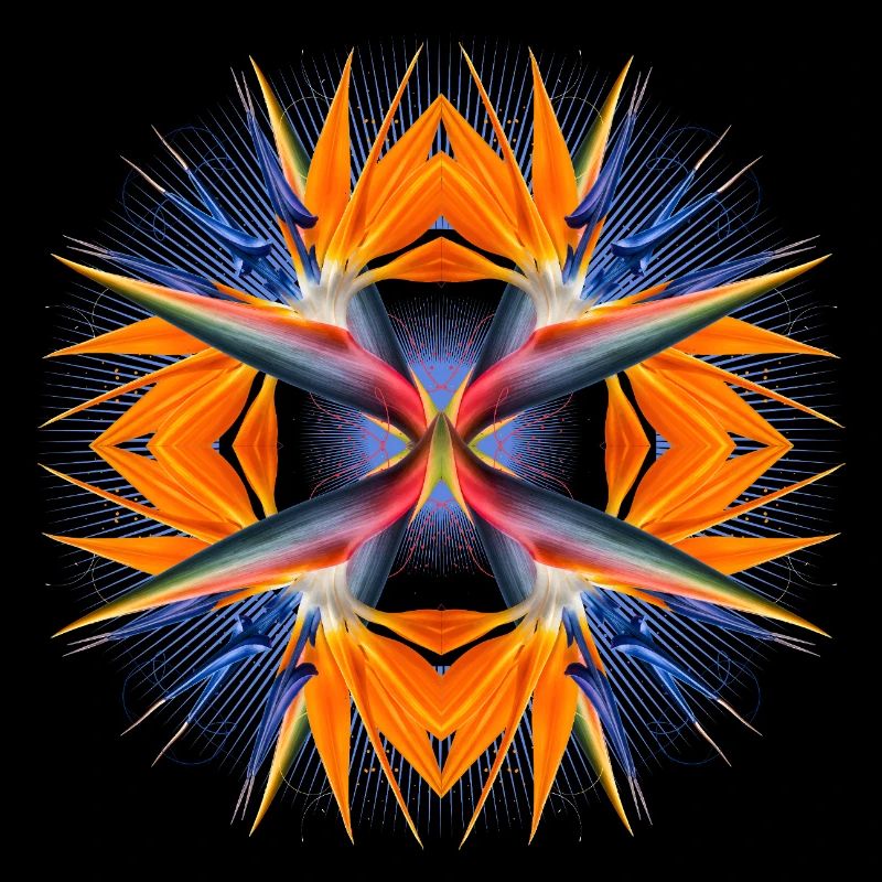 Mandala Oiseau de Paradis Fleur Abstrait Tropical Art
