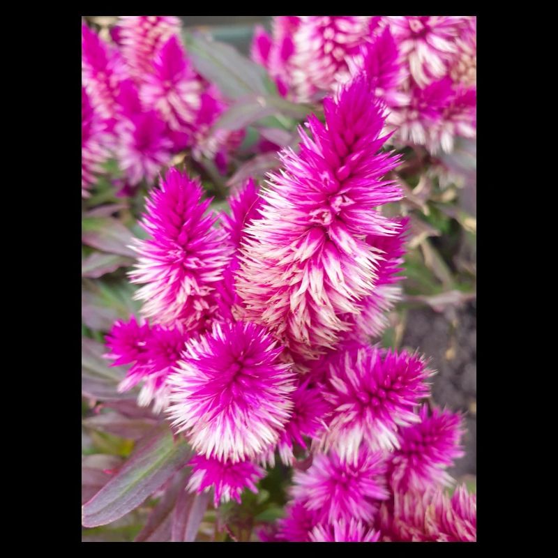 Cockscomb auch Silver Cock's Celosia