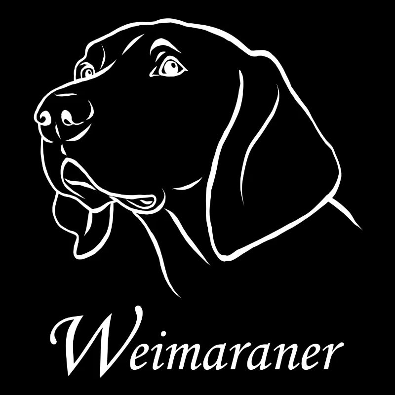 Portrait de Weimaraner