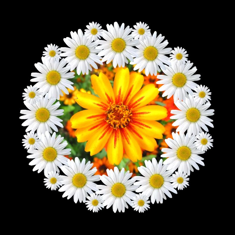 Margeriten mit bunter Blüte Gänseblümchen Blume