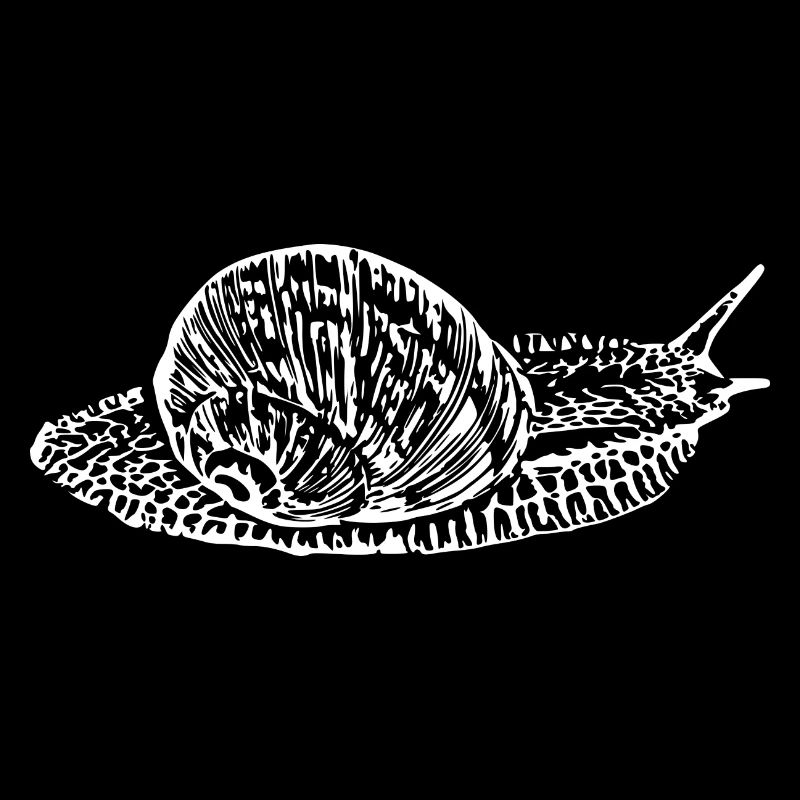 Escargot, escargot de vigne blanc
