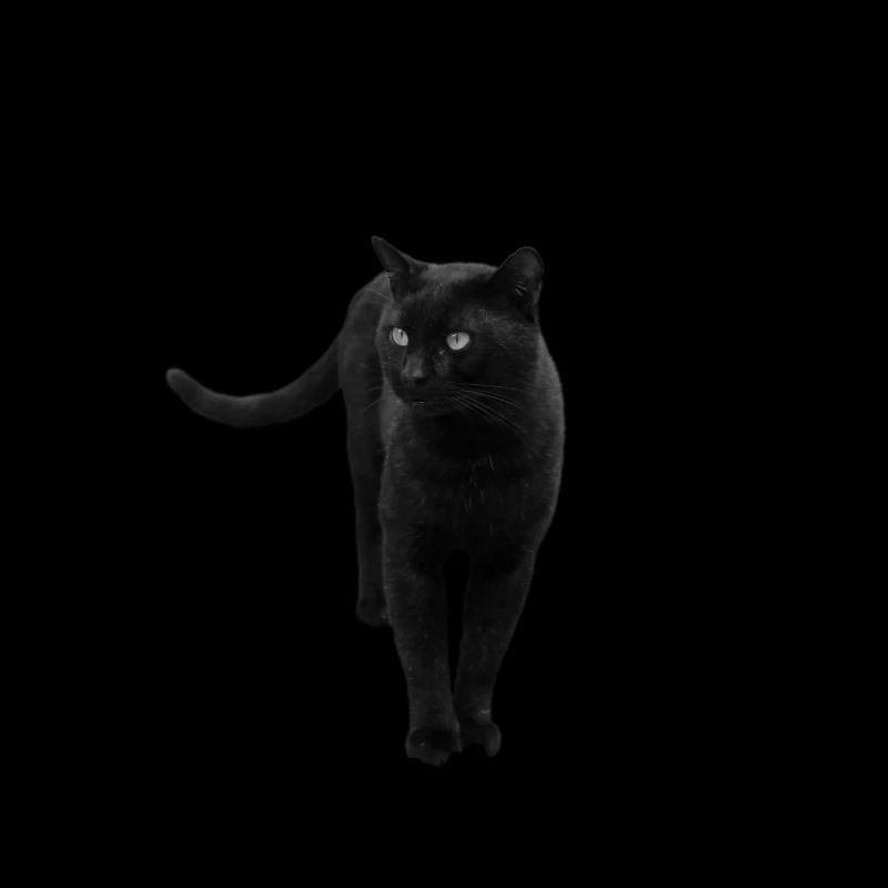 chat noir chat chaton
