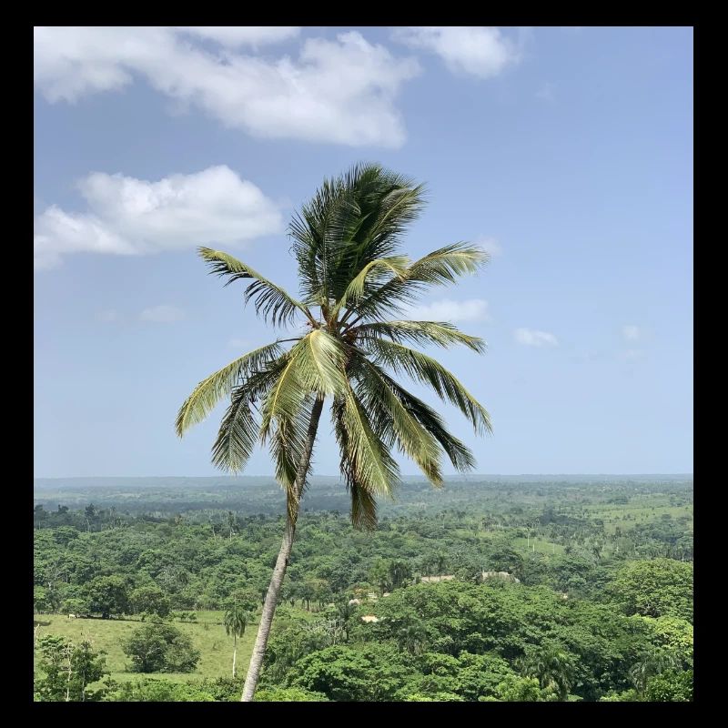 Palm tree
