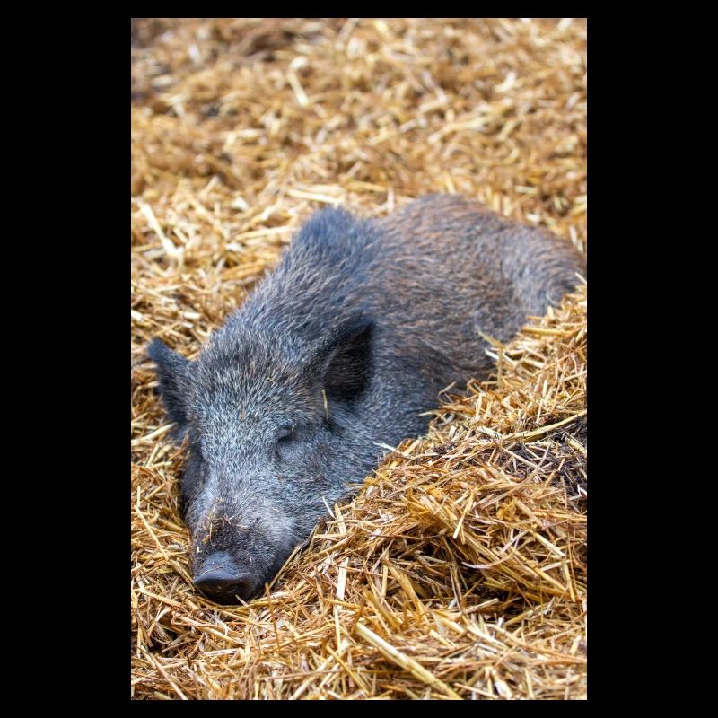 Wild boar (in German wild boar) Sus scrofa