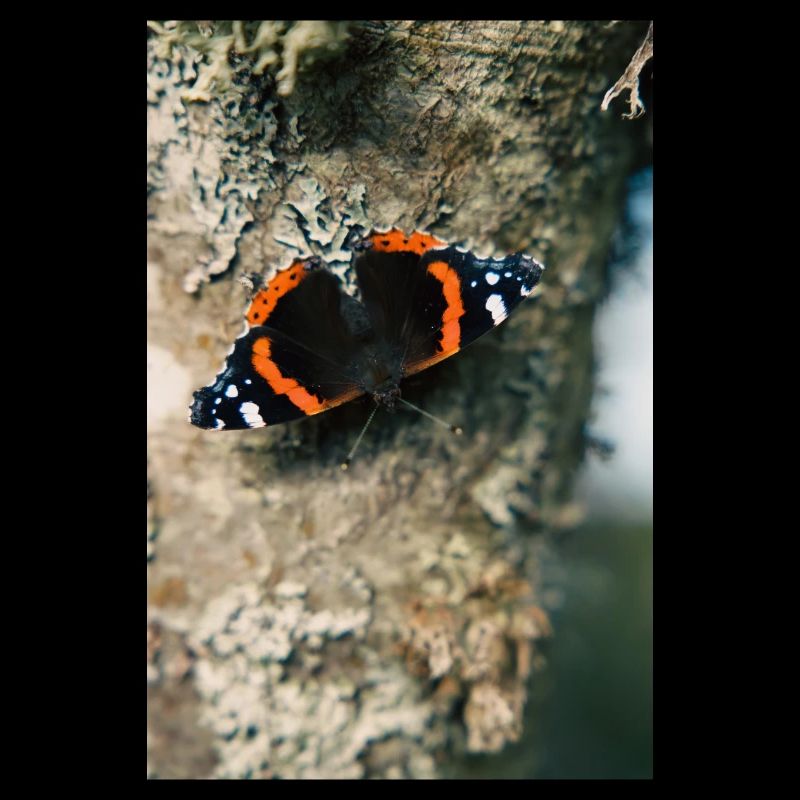 Schmetterling