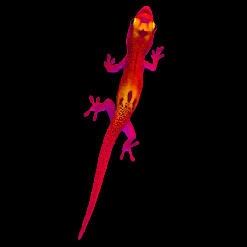 Gecko rouge