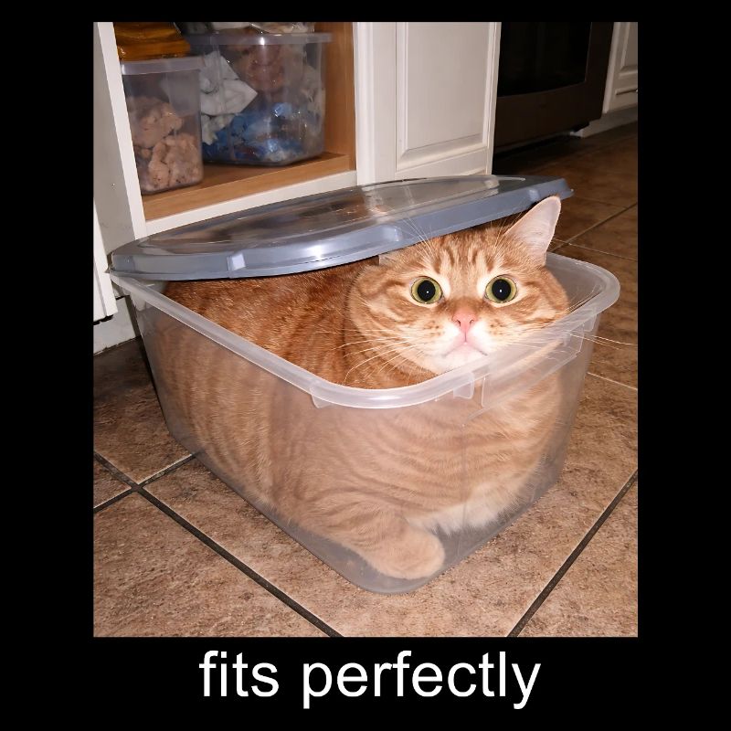 Ça colle parfaitement Humour drôle de mème de chat