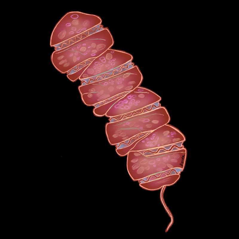 Margalefodinium polykricoides