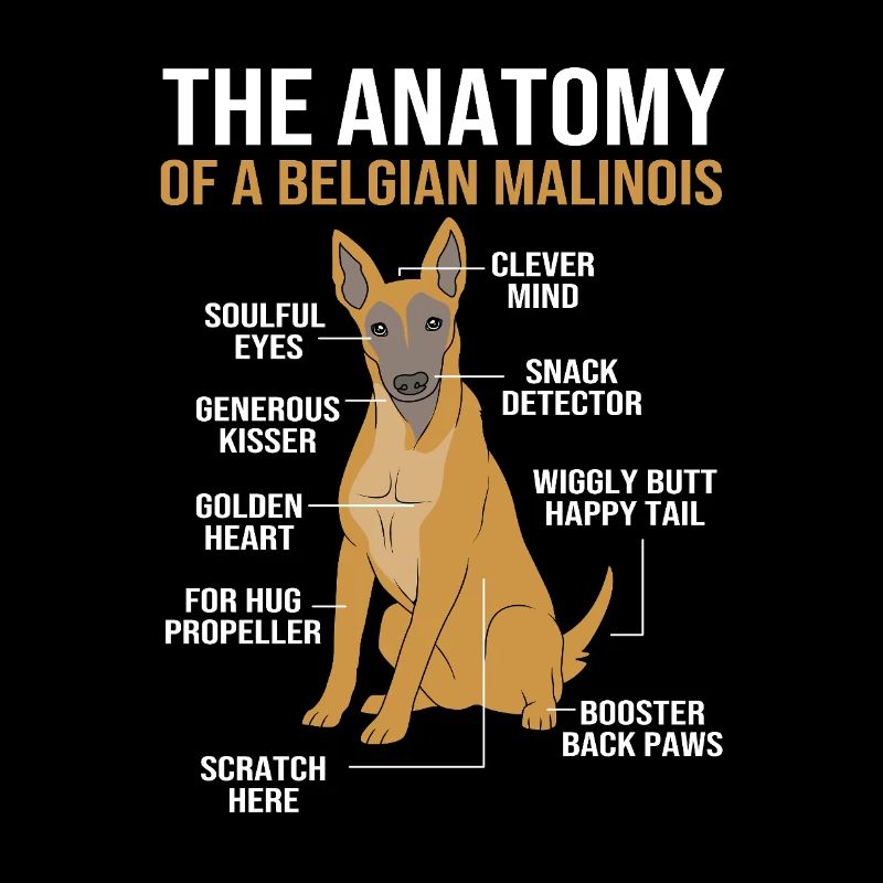 Belgischer Malinois