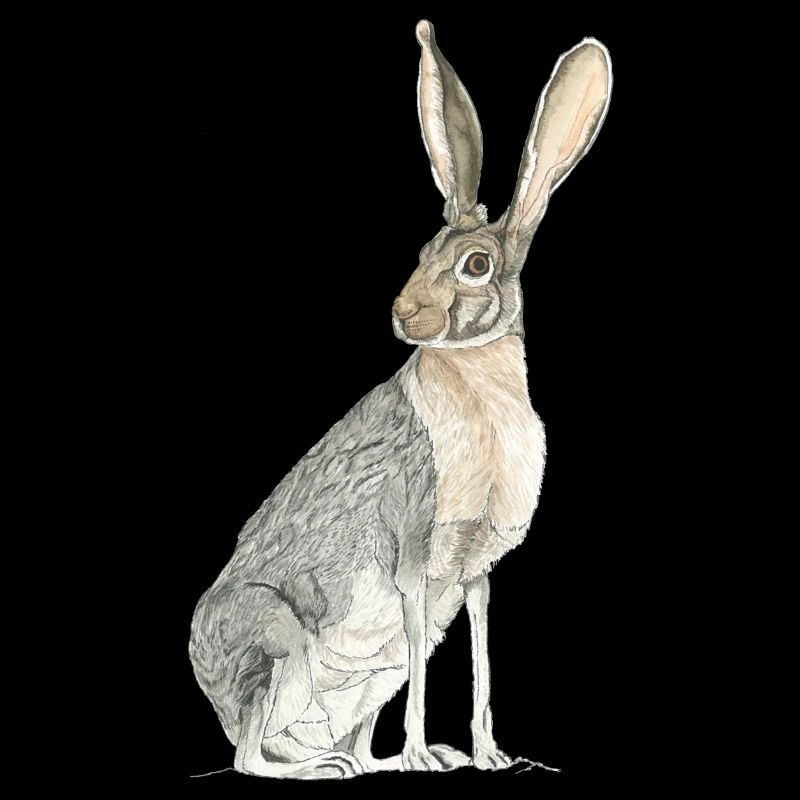 Hase mit langen Löffeln