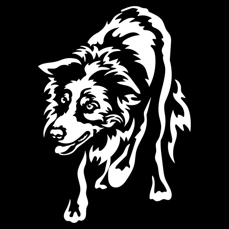 Border Collie « Black Edition »