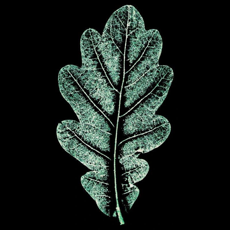 Feuille de chêne - Vert naturel clair - Feuille/ Chêne/ Arbre