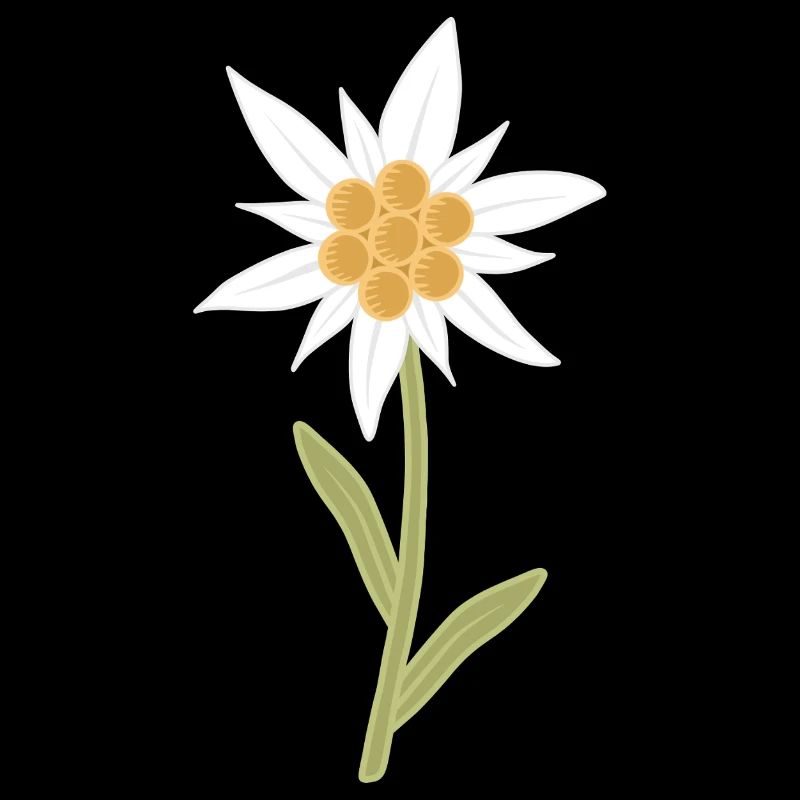 edelweiss flower
